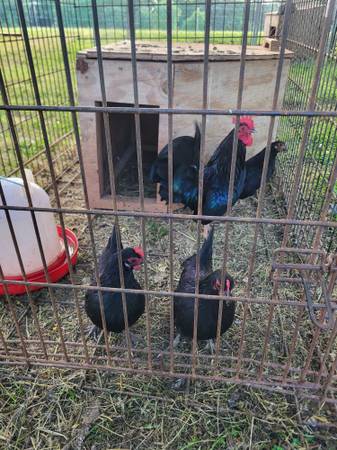 1 Rooster & 3 Hens 1