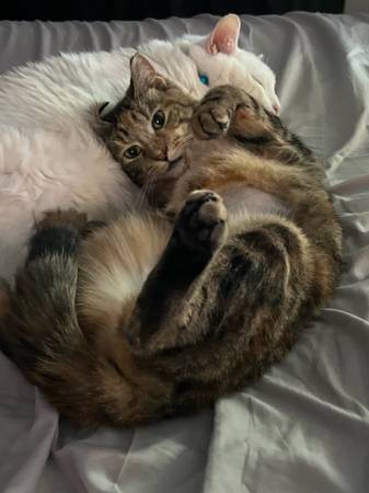 Little Miss Bean- 11 month long hair kitten seeks home 1