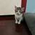 Adorable male kittens looking for their forever home! 1 thumbnail