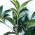 NISPERO (LOQUAT) FRUIT TREES 5 FEET EACH 2 thumbnail