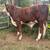 Braford Bull 4 thumbnail