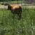 Polled ADCA Dexter Bull from a closed herd. 4 thumbnail