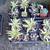 Cacti and Succulents !!! 11 thumbnail