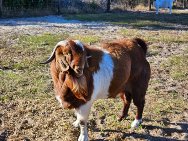 Boer Goat Stud Services 1