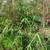 Timber Bamboo old hamii 3 thumbnail