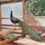 Peacocks 1 thumbnail