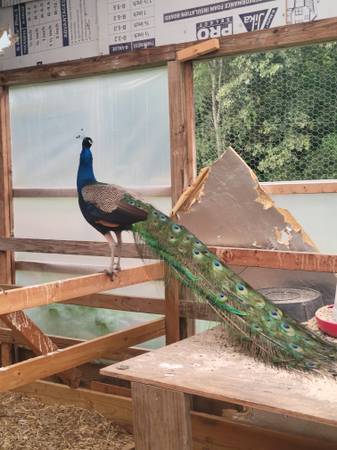 Peacocks 1