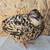 Coturnix hatching eggs 9 thumbnail