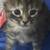 Kittens 1 thumbnail