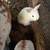 Easter  Bunnies 5 thumbnail