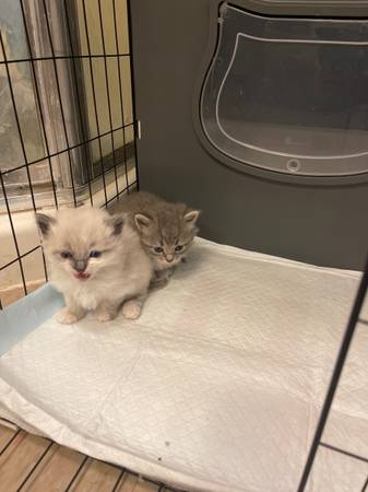 Rehoming kittens605574095784519681