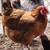 Laying hens 1 thumbnail