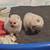 pomeranians 9 thumbnail