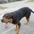 Friendly rottweiler 300$ 2 thumbnail