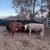 Bred cows 11 thumbnail