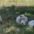 3 Dorper Ewes 1 thumbnail
