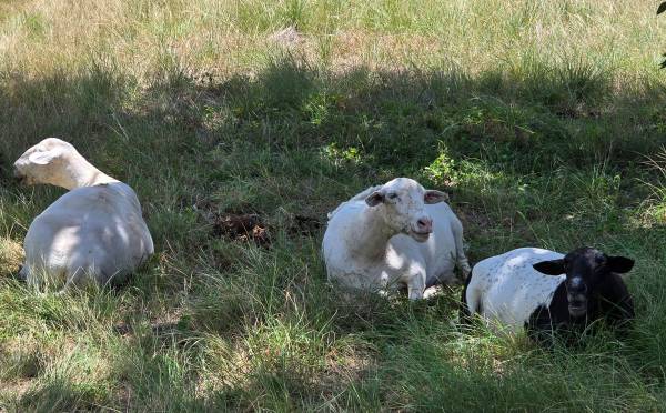 3 Dorper Ewes 1