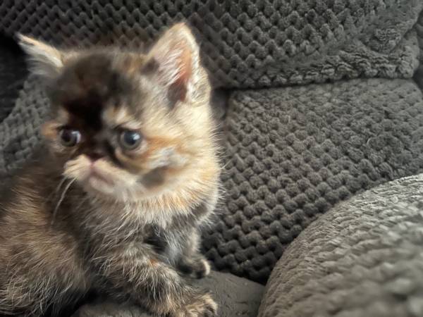Persian kittens rehoming63870037729667123