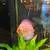 Discus fish 2 thumbnail