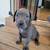 Cane Corso pups 3 thumbnail