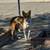 Corgi/shepard mix 2 thumbnail