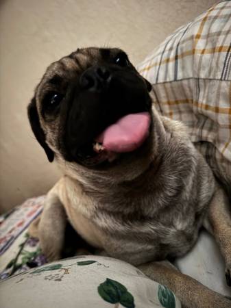 Lost Pug (Las Cruces)63834020593409120