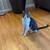 Perfect male cats need rehome 1 thumbnail