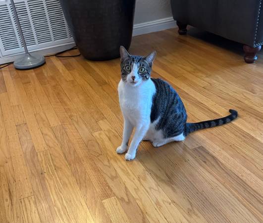 Perfect male cats need rehome (concord / pleasant hill / martinez)63861462584323120
