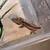 Baby Gargoyle gecko 1 thumbnail