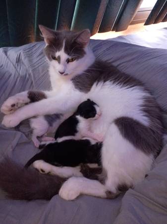 4 weeks old kittens 2 females 1 boy (Inverness)63899422740994120