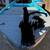 Fishing boat Spectrum 14 ft boat with trailer OBO 1 thumbnail