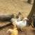 Free Bantam chickens 5 thumbnail