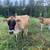 A2/A2 Jersey Cow in Milk 10 thumbnail