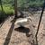 Farm animals 5 thumbnail