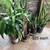 Snake plants $20 each lots and lots of other plants for sale indoor 21 thumbnail