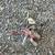 Farmall M - Super M  3 point hitch and misc parts 6 thumbnail