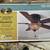 Ceiling fan - Hampton Bay - new in box 2 thumbnail