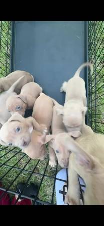 Looking 4 forever homes 1