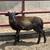 Sheep 4 thumbnail
