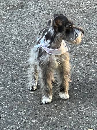 Mini schnauzer63697509140609122