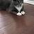 Rehoming 1 thumbnail