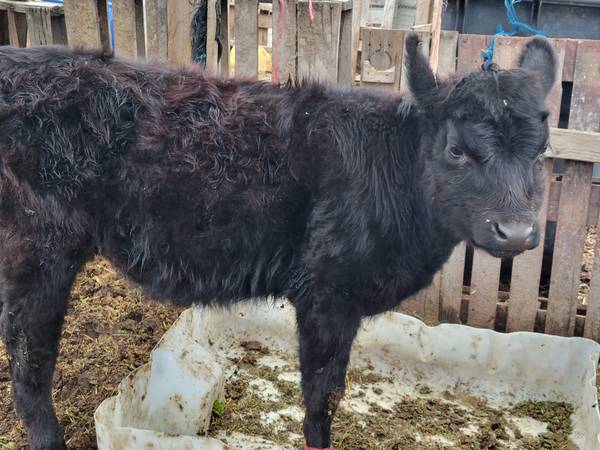 Angus heifer 1