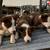 Border Collies Puppies For Sale 15 thumbnail