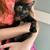 Two Foster Kittens for Adoption 7 thumbnail
