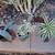 Cactus/ succulents 4 thumbnail