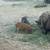 Kune Kune Piglets and Hogs 1 thumbnail