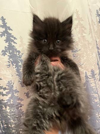 Lon haired kittens63847368733571120