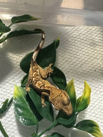Crested Geckos (Grayson)63739455743233120