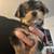 Male yorkies 1 thumbnail