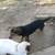 Family of full size min pins 6 thumbnail